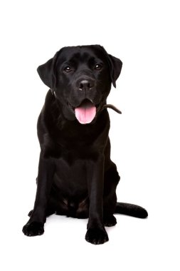 Kara Labrador Köpeği