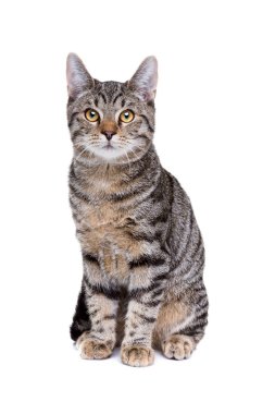 Avrupa kısa tüylü kedi