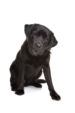 Kara Labrador Köpeği