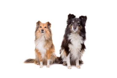 iki shetland sheepdogs