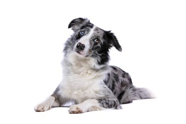 sınır collie köpek