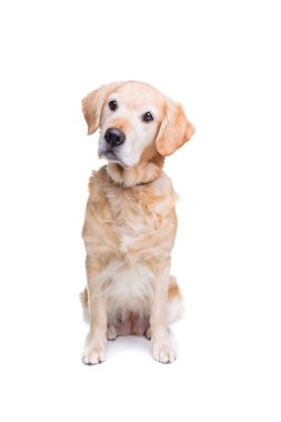 Yaşlı labrador köpek