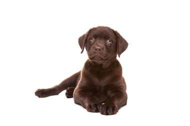 çikolata labrador yavrusu