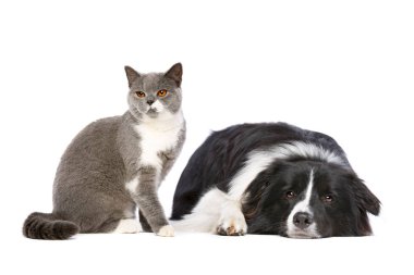 köpek ve kedi