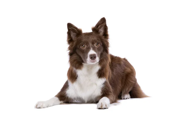 Bordercollie hond — Stockfoto