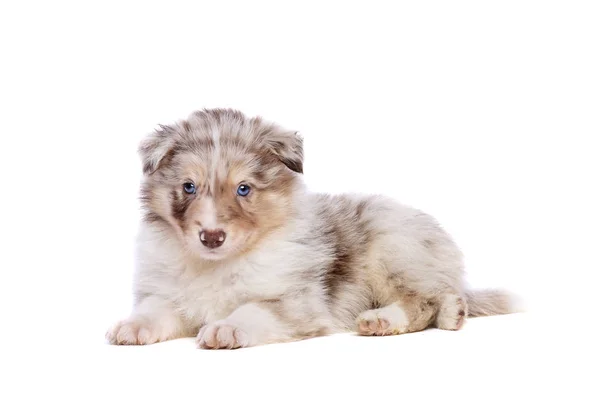 Border Collie cucciolo — Foto Stock