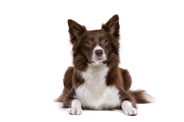 Bordercollie hond — Stockfoto