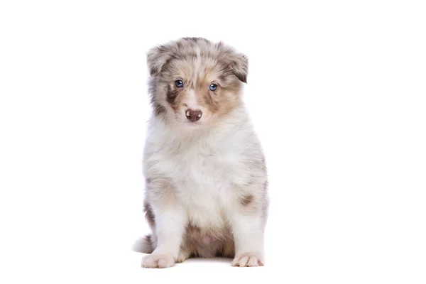 Border collie puppy — Stock Photo, Image