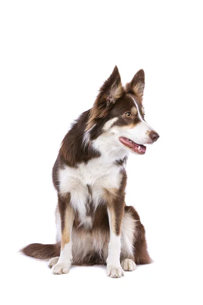 Gränsen collie hund — Stockfoto