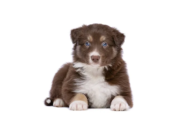 Filhote de cachorro Fronteira Collie — Fotografia de Stock