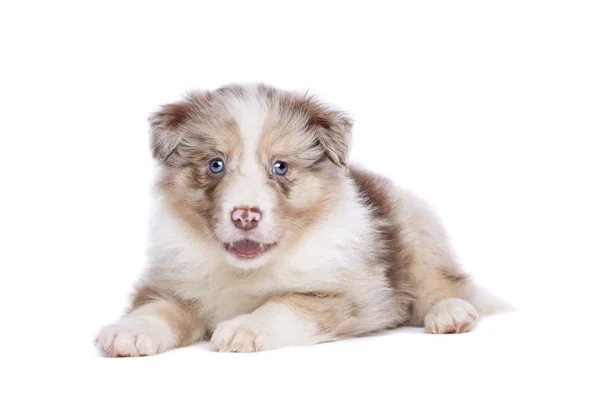 Border Collie cucciolo — Foto Stock