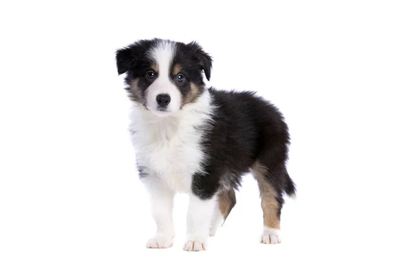 Chiot Border Collie — Photo