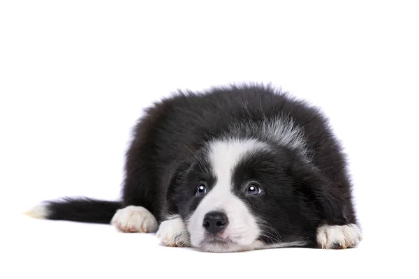 Border Collie cucciolo — Foto Stock