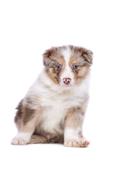 Gräns Collie valp — Stockfoto