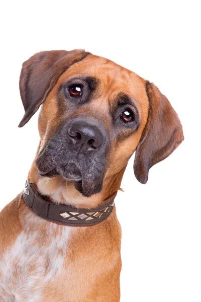 Mixed breed dog — Stock Photo, Image