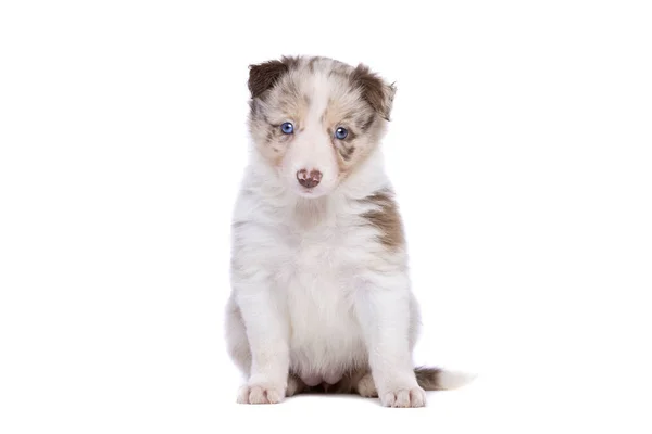 Border Collie cucciolo — Foto Stock