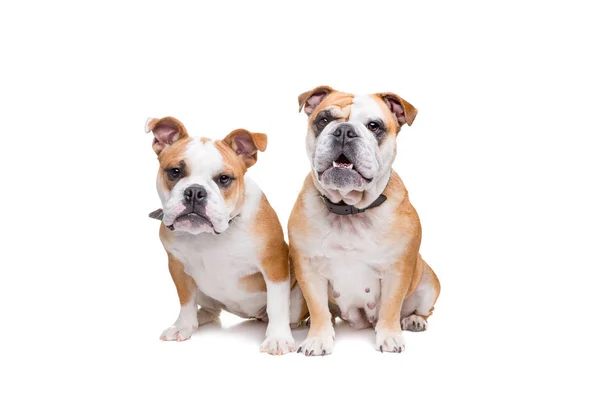 Two english bulldogs — Stock Photo, Image