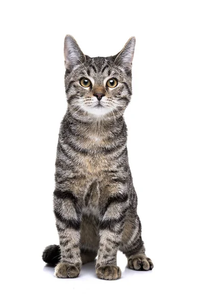 유럽 짧은 머리 고양이 — 스톡 사진