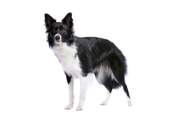 Confine Collie cane — Foto Stock