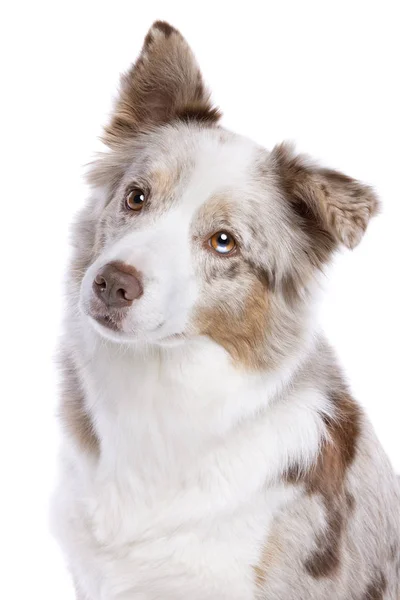 Pies rasy border collie — Zdjęcie stockowe