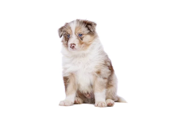 Grens Collie puppy — Stockfoto