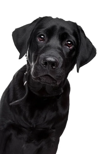 Zwarte labrador hond — Stockfoto