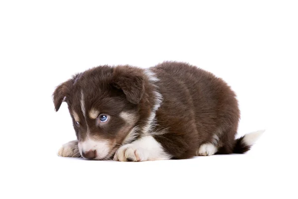 Sınır Collie köpeği — Stok fotoğraf