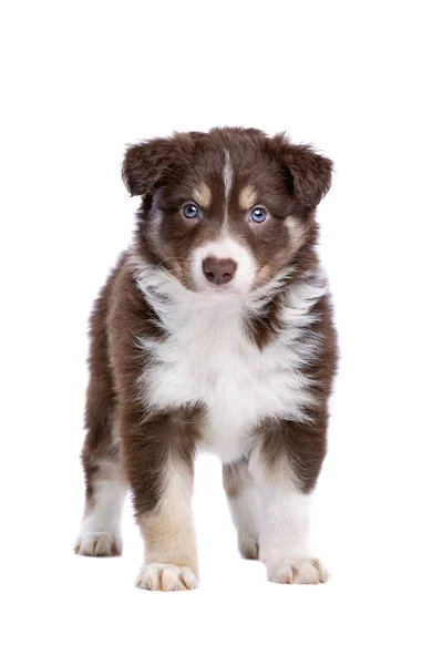 Grens Collie puppy — Stockfoto
