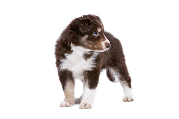 Gräns Collie valp — Stockfoto