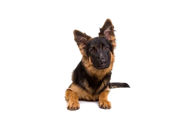 Deutscher Schäferhund — Stockfoto