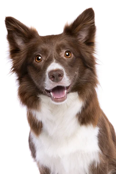 Bordercollie hond — Stockfoto