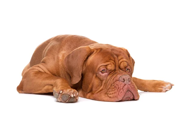 French Mastiff dog — Stock Photo, Image