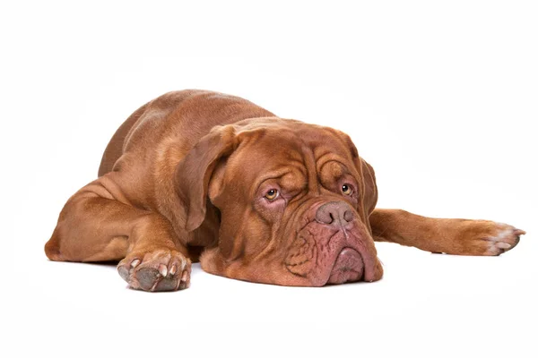 Fransız Mastiff köpek — Stok fotoğraf