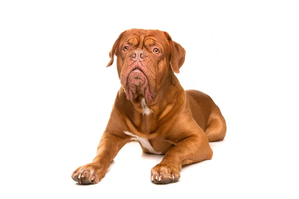 Franska mastiff hund — Stockfoto
