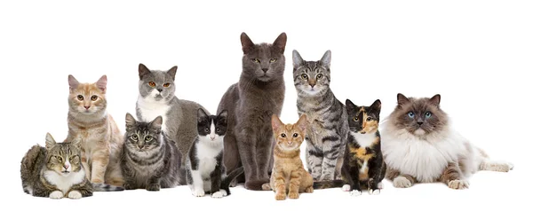 Много котят
