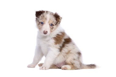 Beyaz arka plan önünde kırmızı merle kenar kömür ocağı köpek yavrusu