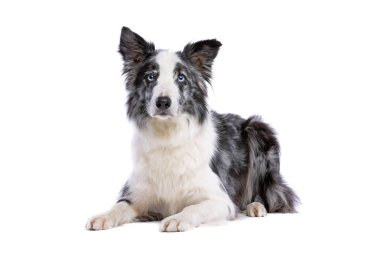 Beyaz arkaplan önünde mavi merle border collie dog