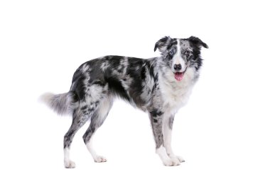 Kenar kömür ocağı köpek ayakta beyaz arka plan önünde