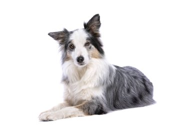 Beyaz arka plan önünde eski Merle kenar kömür ocağı köpek