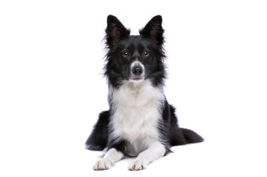 Siyah ve beyaz kenar kömür ocağı köpek Lying aşağı beyaz bir arka plan önünde