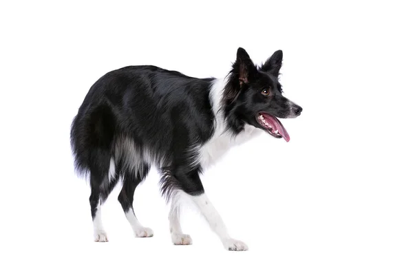 Confine Cane Collie Piedi Fronte Uno Sfondo Bianco — Foto Stock