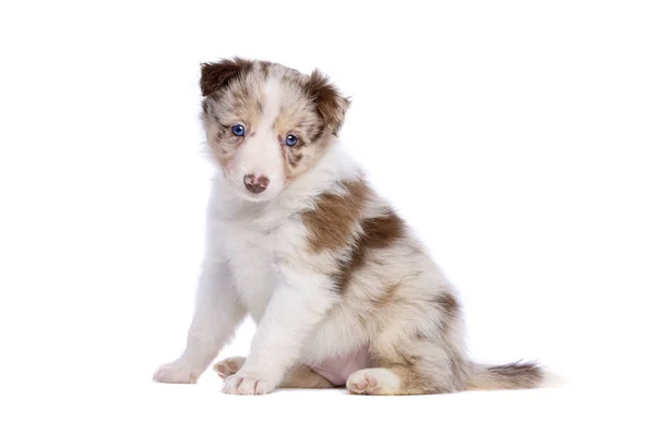 Red Merle Bordercollie Puppy Voor Een Witte Achtergrond — Stockfoto