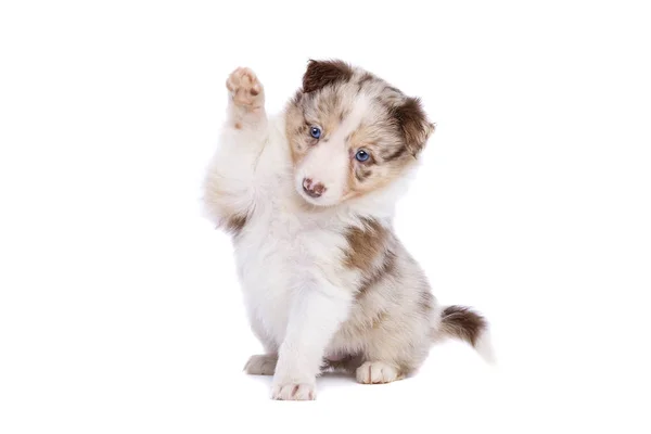 Red Merle Bordercollie Puppy Voor Een Witte Achtergrond — Stockfoto