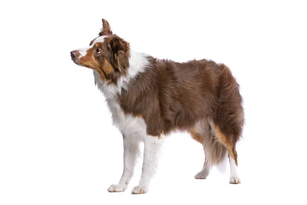 Border Collie Hund Steht Vor Weißem Hintergrund — Stockfoto