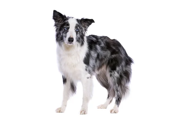 Border Collie Hond Staan Voor Een Witte Achtergrond — Stockfoto