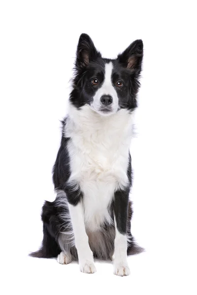 Schwarz Weißer Border Collie Hund Sitzt Vor Weißem Hintergrund — Stockfoto