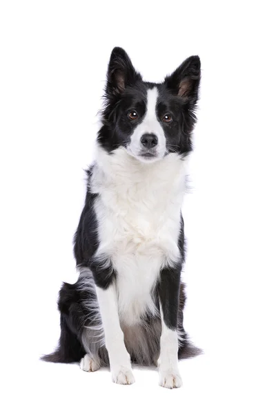 Zwart Wit Bordercollie Hond Zit Een Witte Achtergrond — Stockfoto