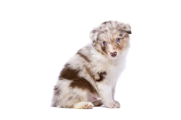 Red Merle Border Collie Puppy Depan Latar Belakang Putih — Stok Foto