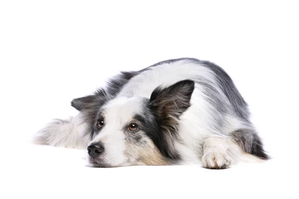 Old Merle Border Collie Dog Front White Background — Stock Photo, Image