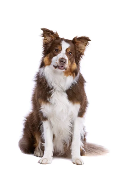 Dreifarbiger Border Collie Sitzt Vor Weißem Hintergrund — Stockfoto